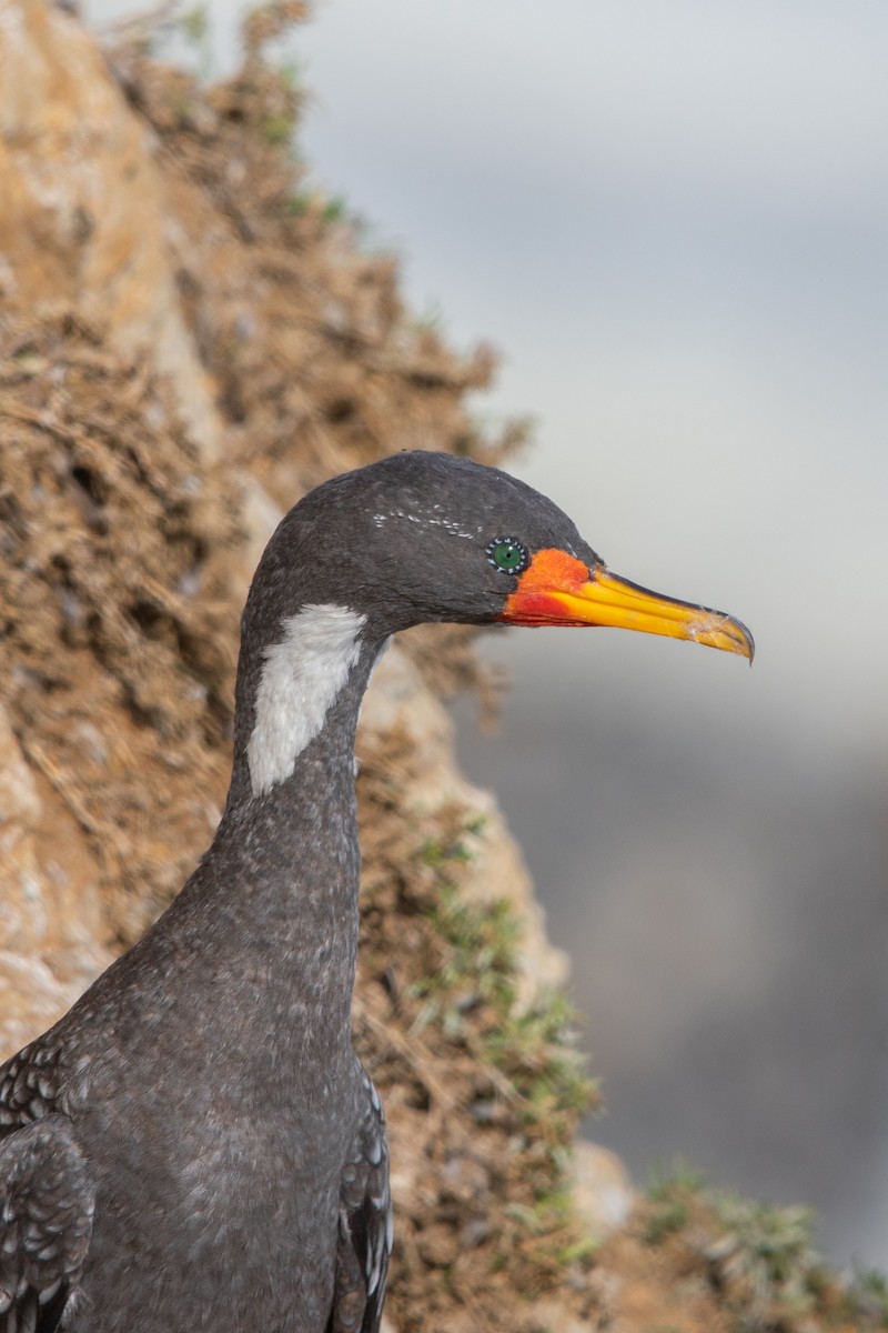 Red-legged Cormorant - ML619643362