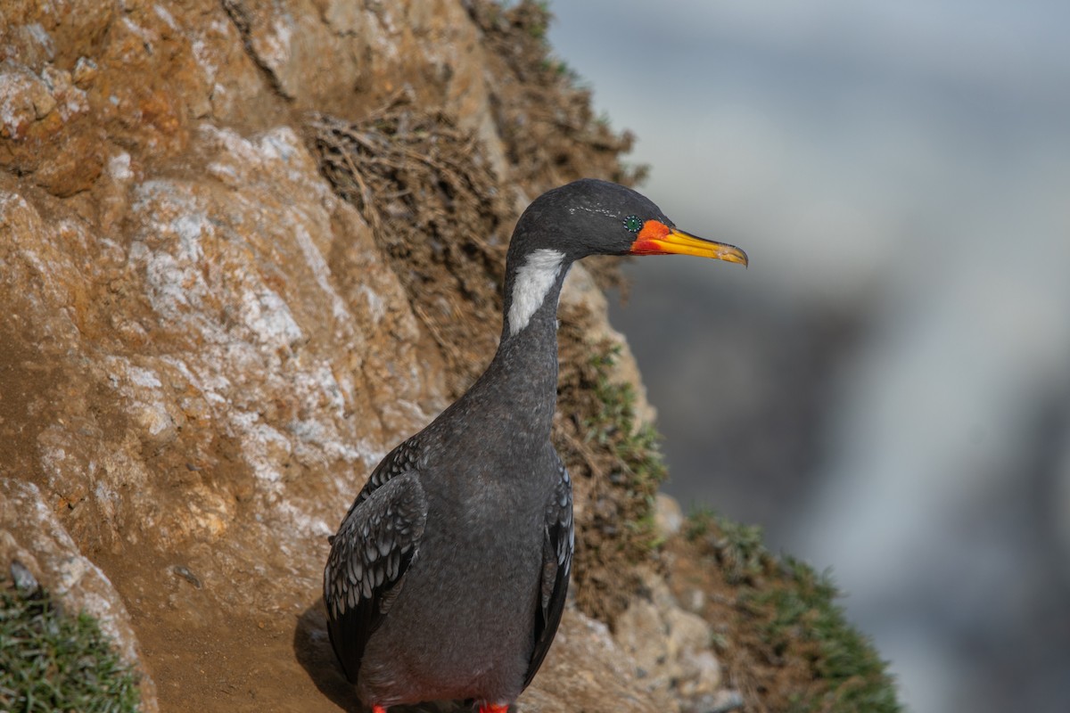 Red-legged Cormorant - ML619643365