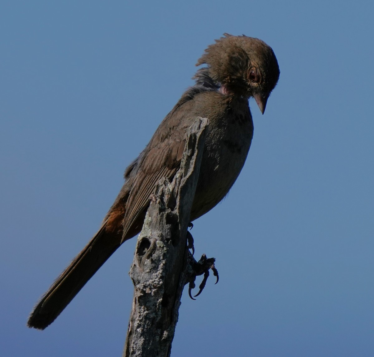 California Towhee - Richard Block