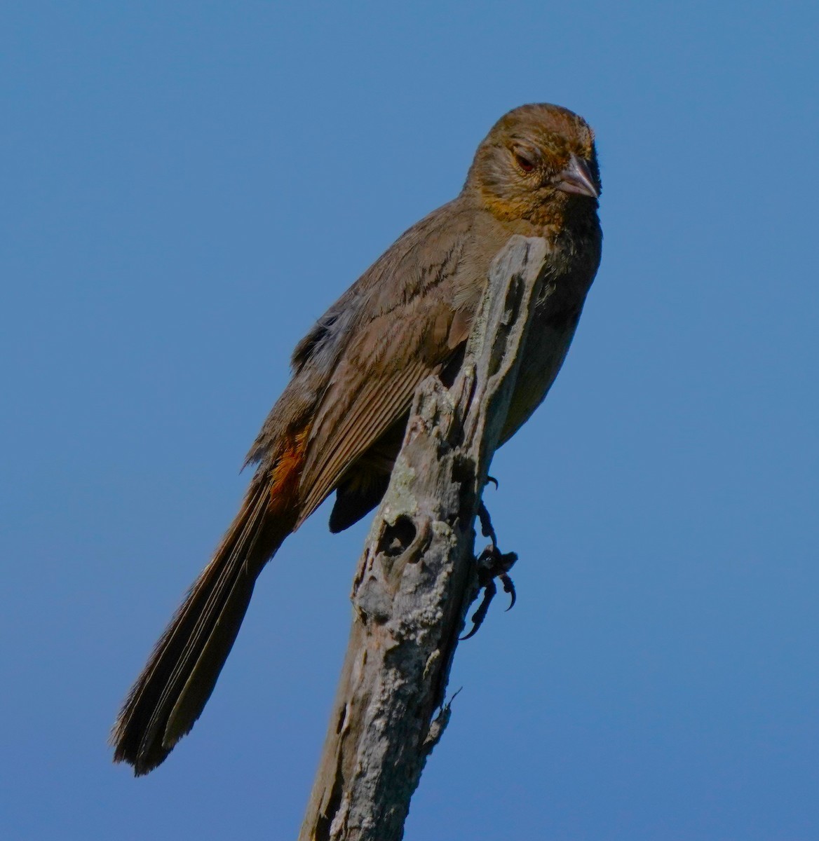 California Towhee - Richard Block