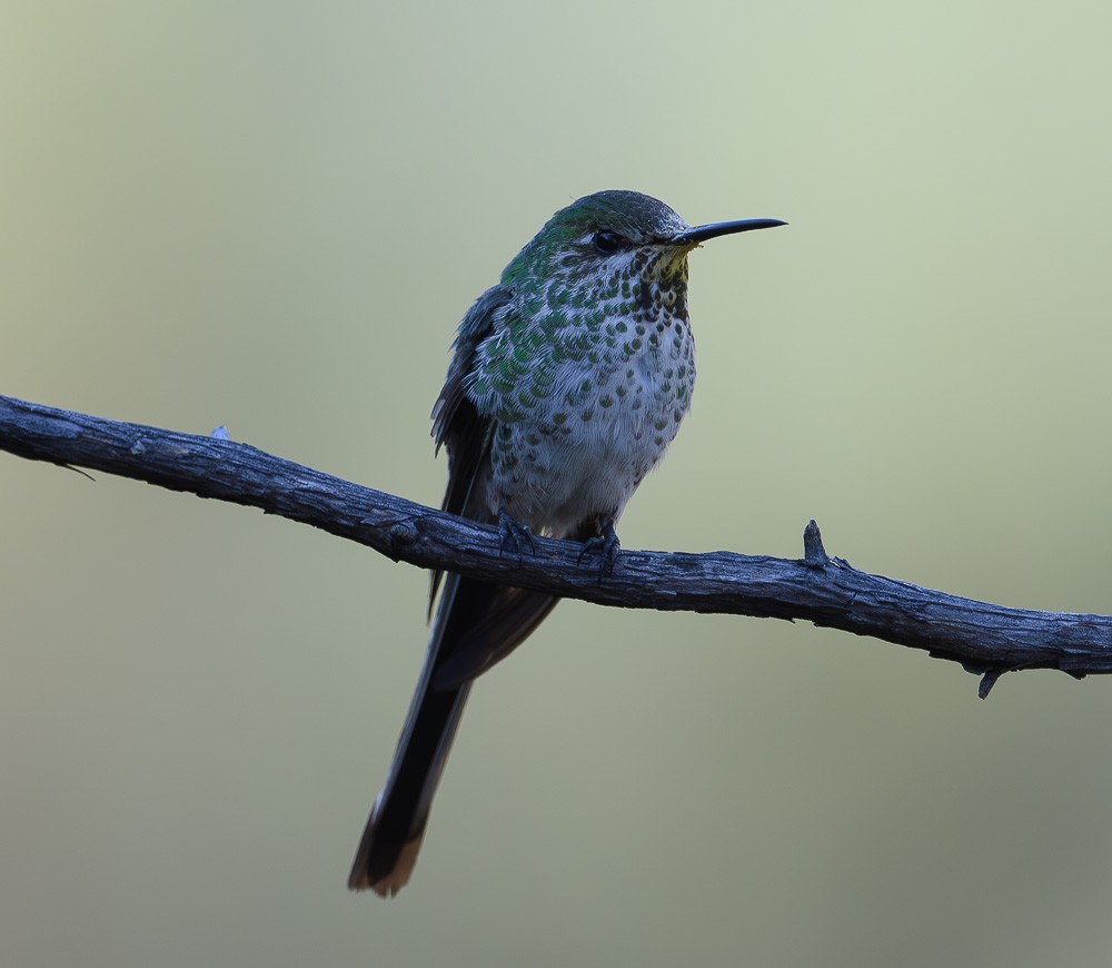 Black-tailed Trainbearer - ML619643371