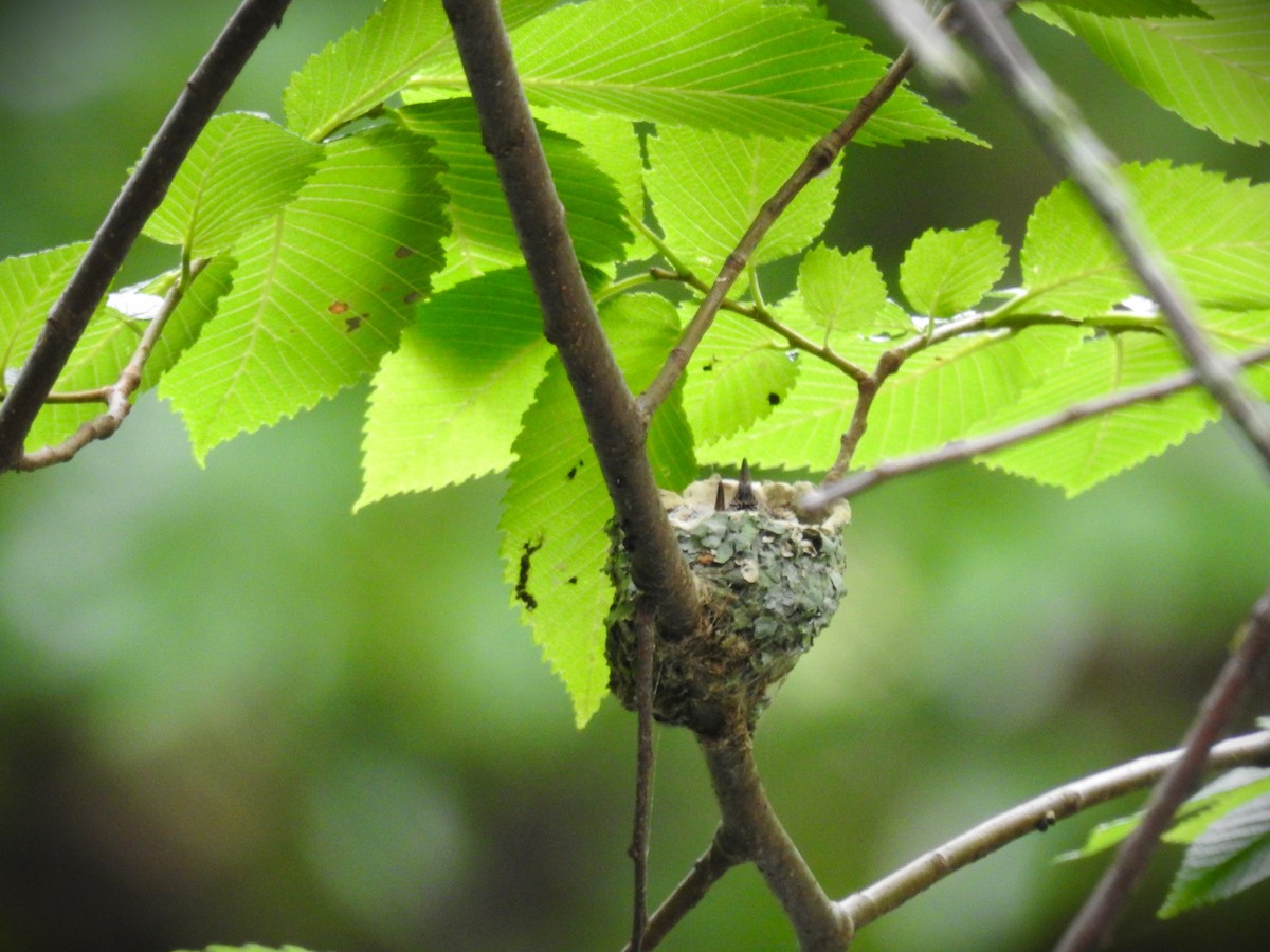 Black-chinned Hummingbird - Caden Williams