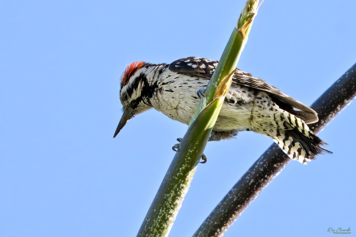 Ladder-backed Woodpecker - Ray Chiarello