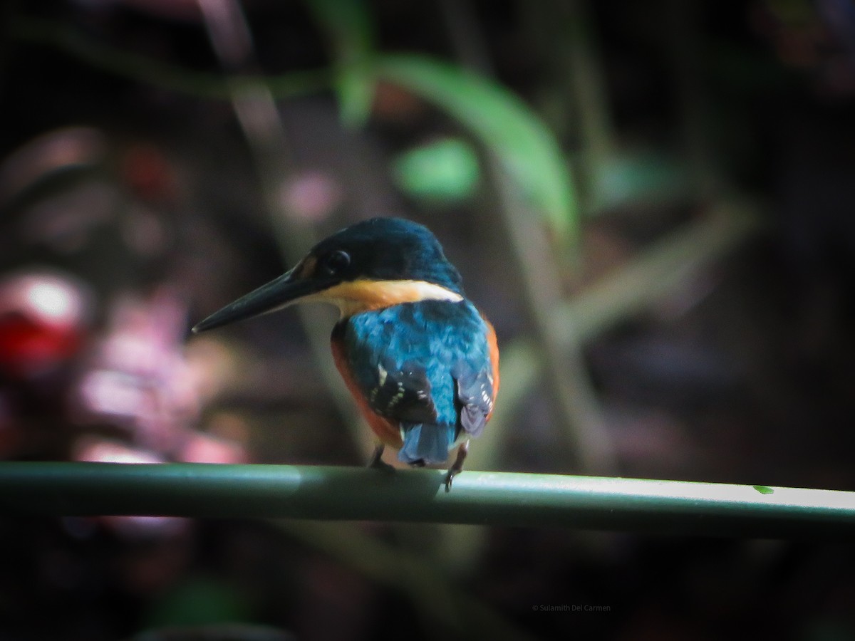 American Pygmy Kingfisher - Sulamith Pacheco