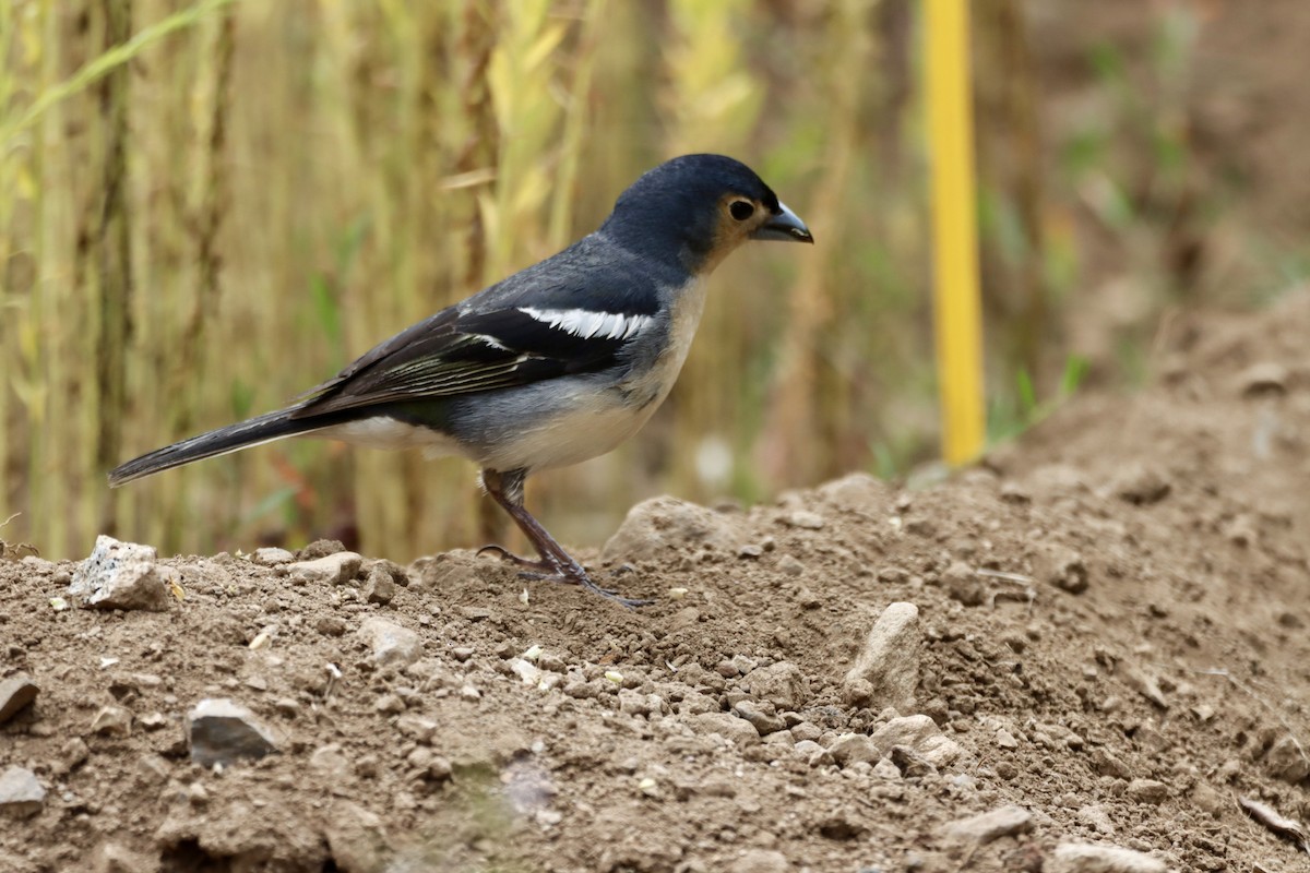 Canary Islands Chaffinch (Canary Is.) - ML619643383