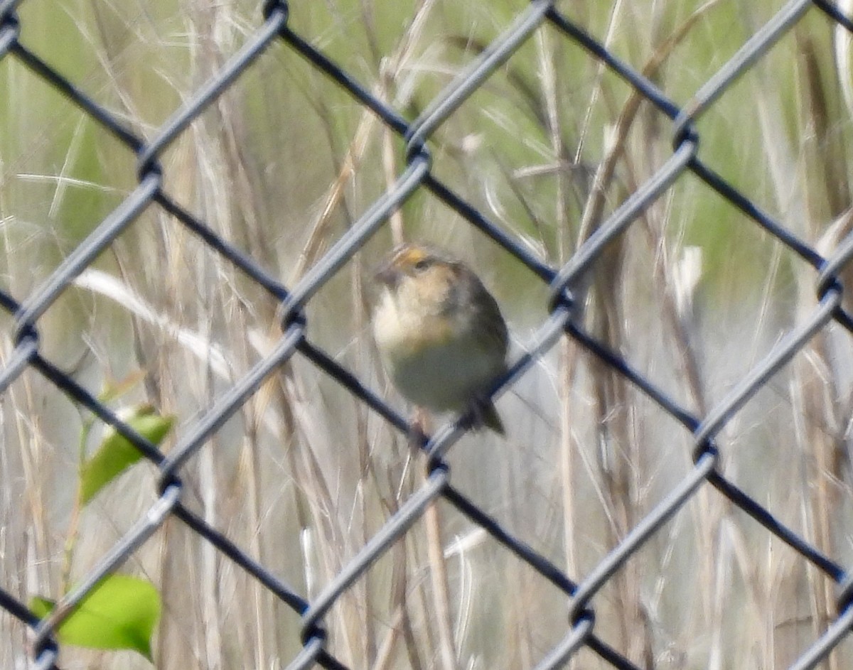 Grasshopper Sparrow - Susan Hedman