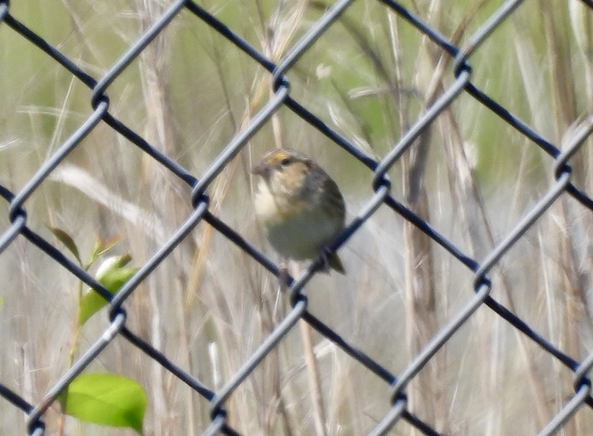 Grasshopper Sparrow - Susan Hedman