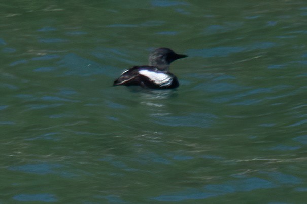 Black Guillemot - ML619643388