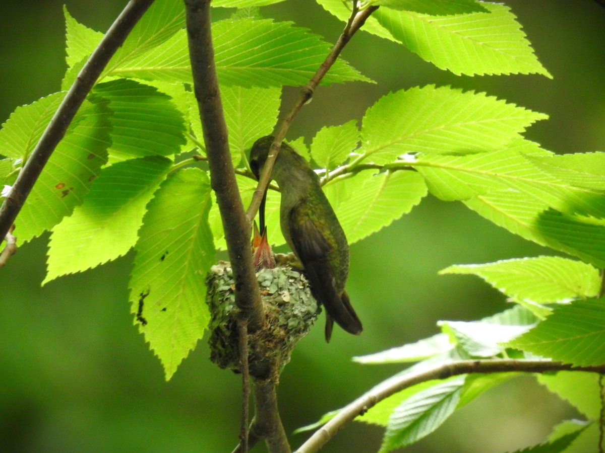 Black-chinned Hummingbird - Caden Williams