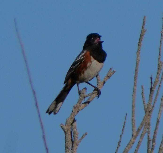 Spotted Towhee - Richard Block