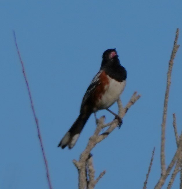 Spotted Towhee - Richard Block