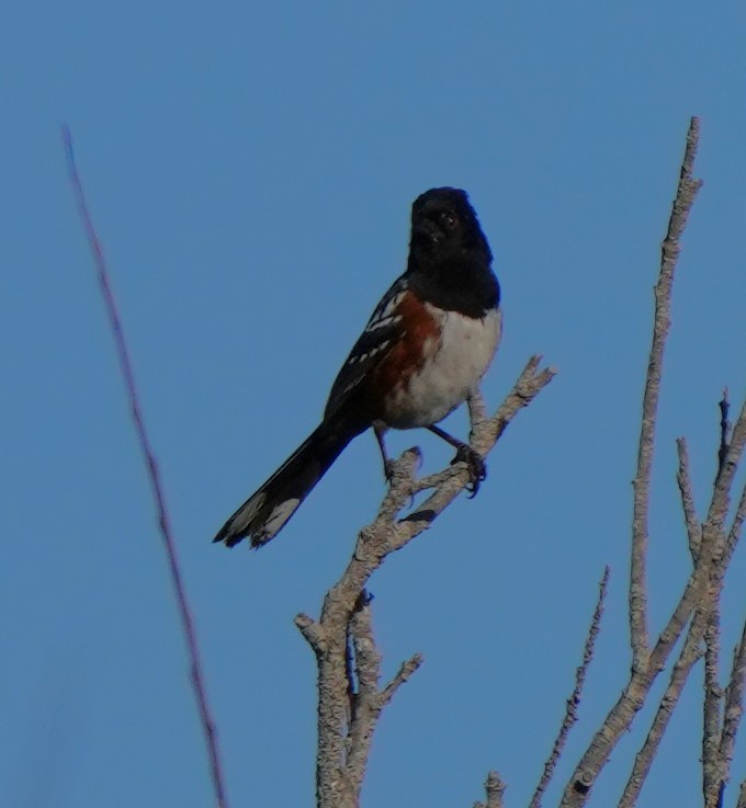 Spotted Towhee - Richard Block