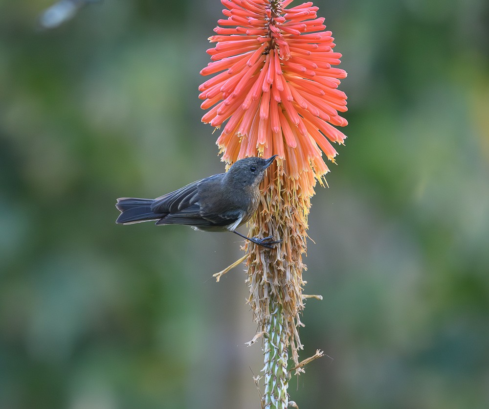 Black-throated Flowerpiercer - Jose-Miguel Ponciano