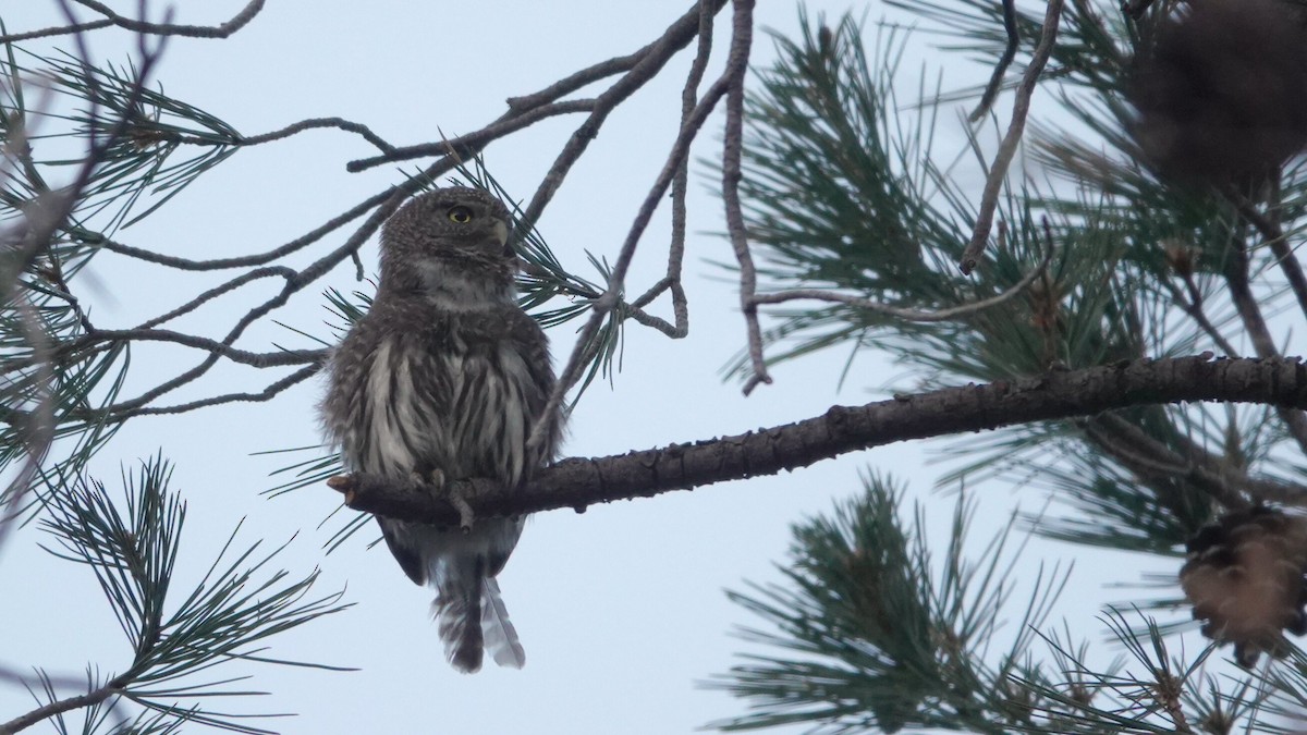 Northern Pygmy-Owl - leo wexler-mann