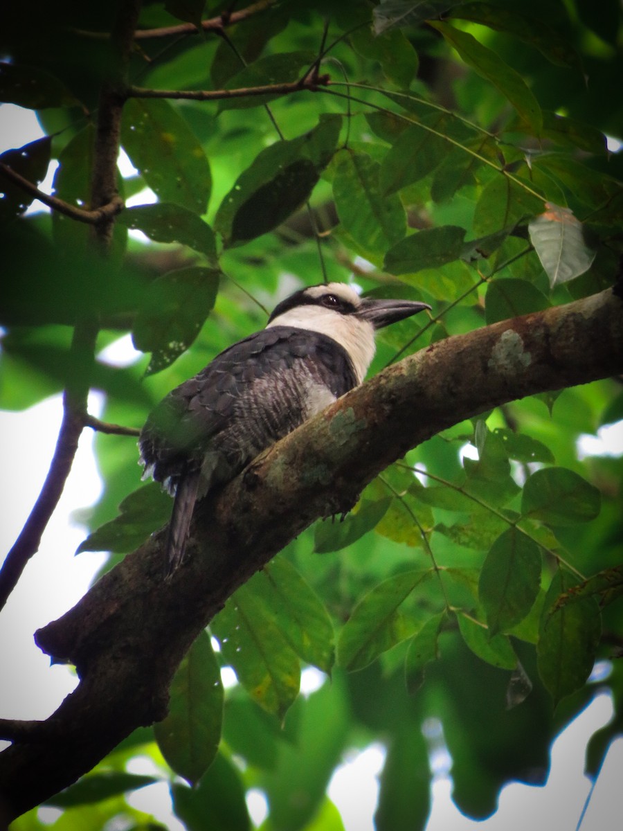 Weißnacken-Faulvogel - ML619643407