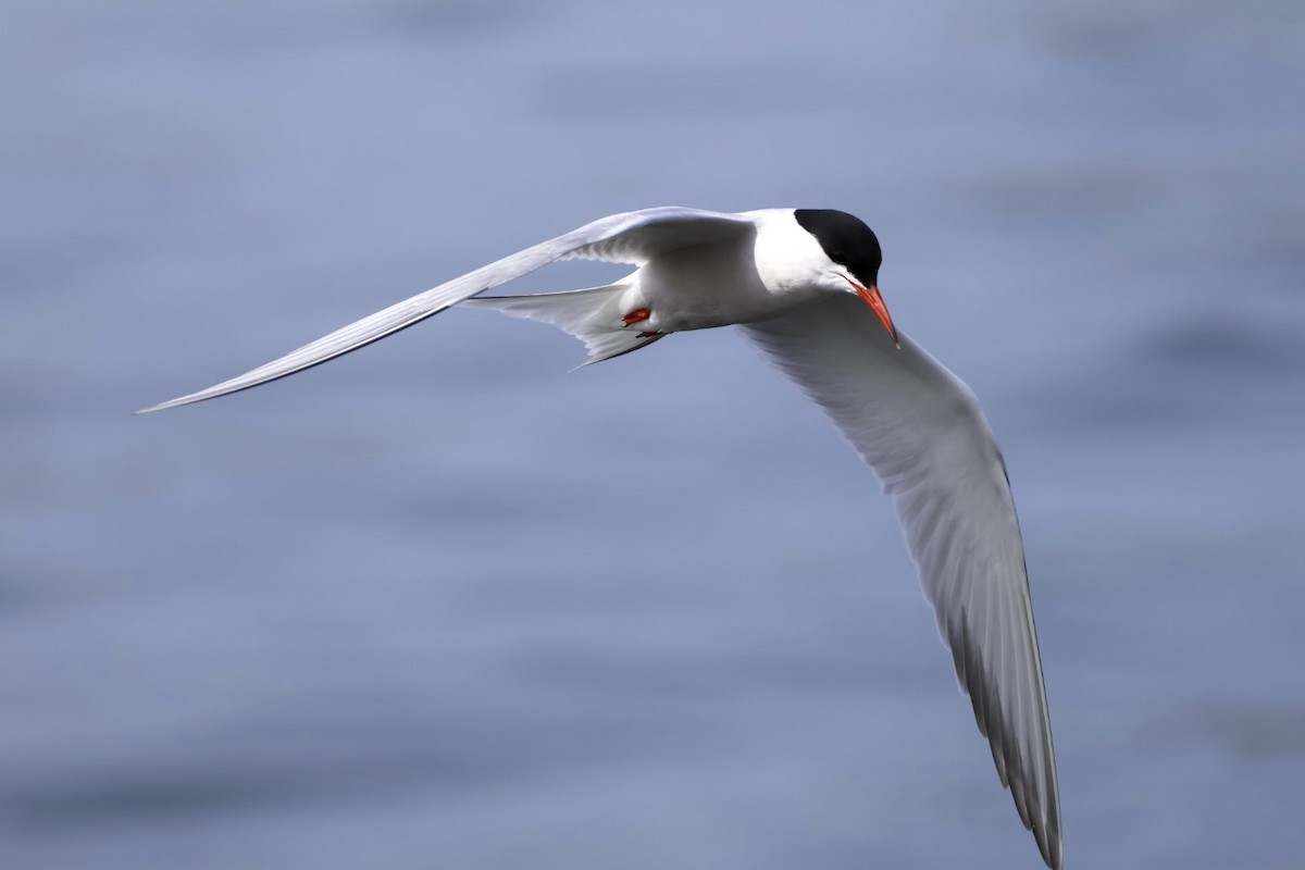 Common Tern - Robert Linfield