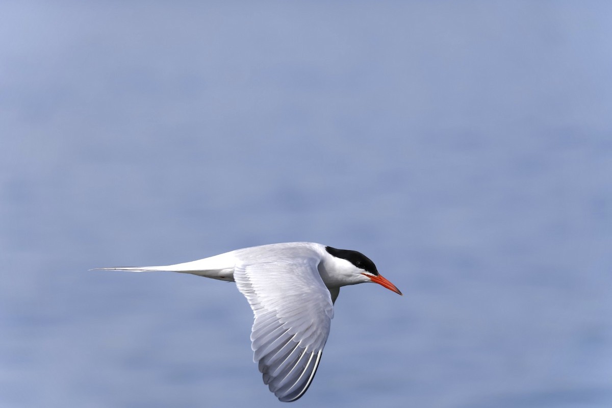 Common Tern - Robert Linfield