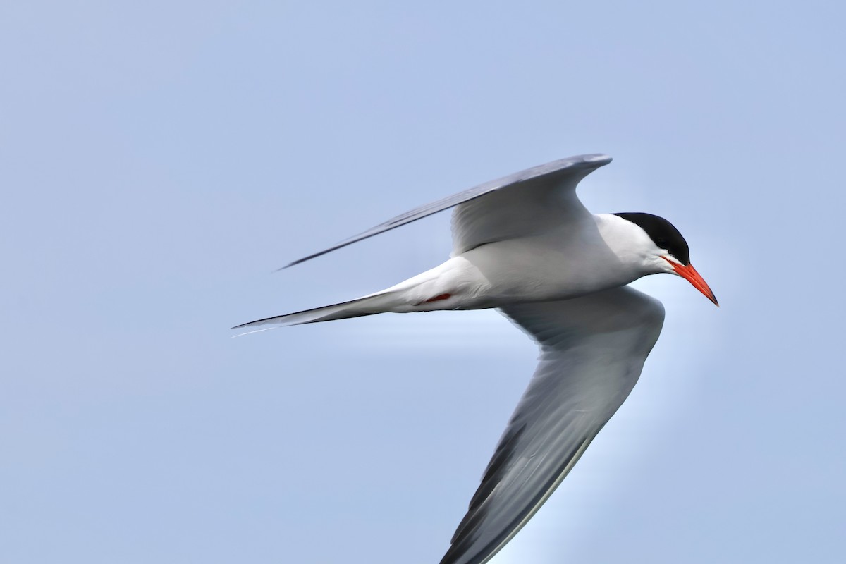 Common Tern - Robert Linfield