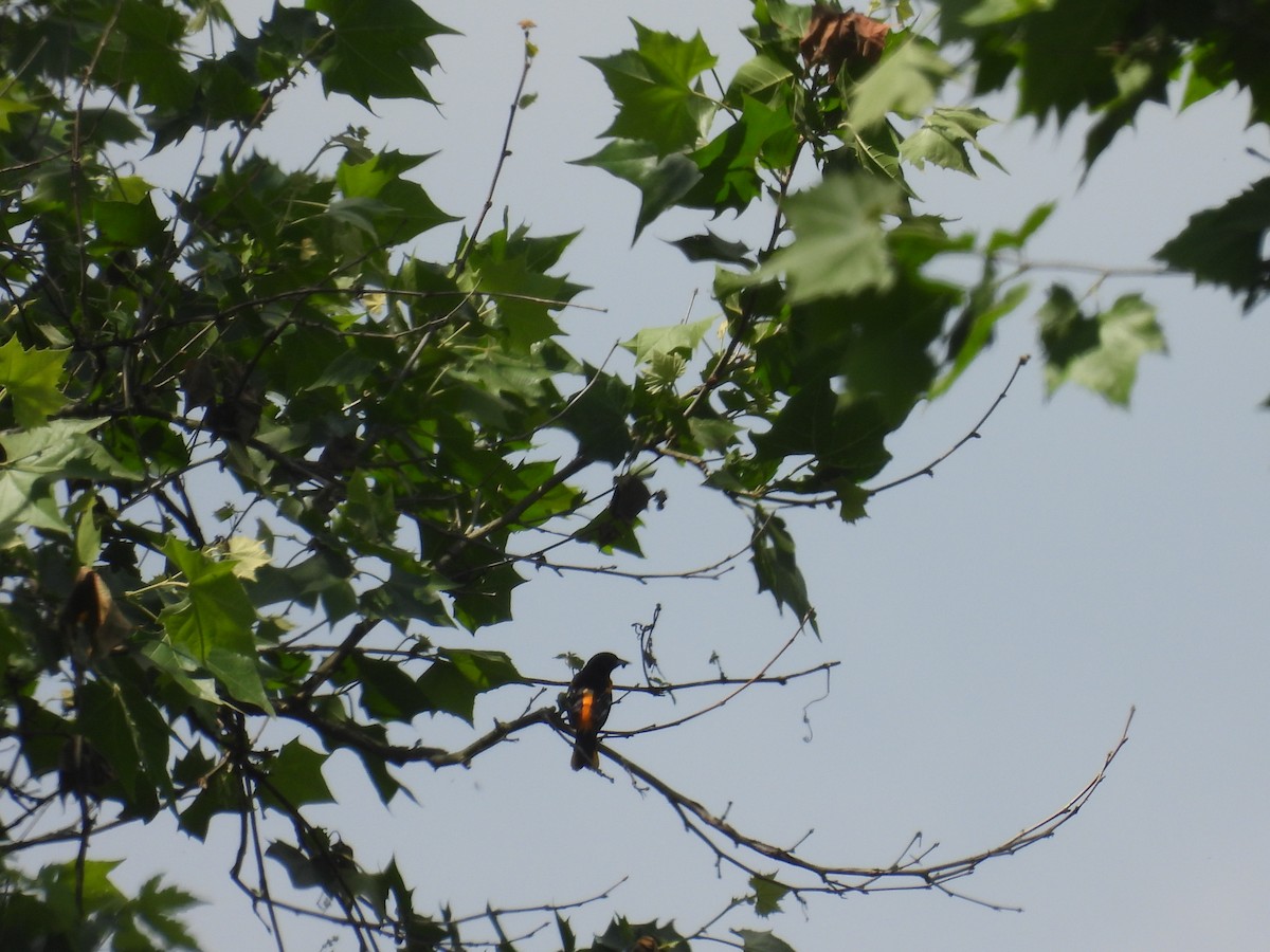 Baltimore Oriole - Laura Minnich