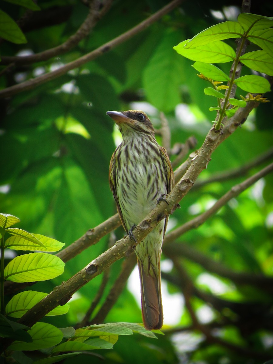 Streaked Flycatcher - Sulamith Pacheco