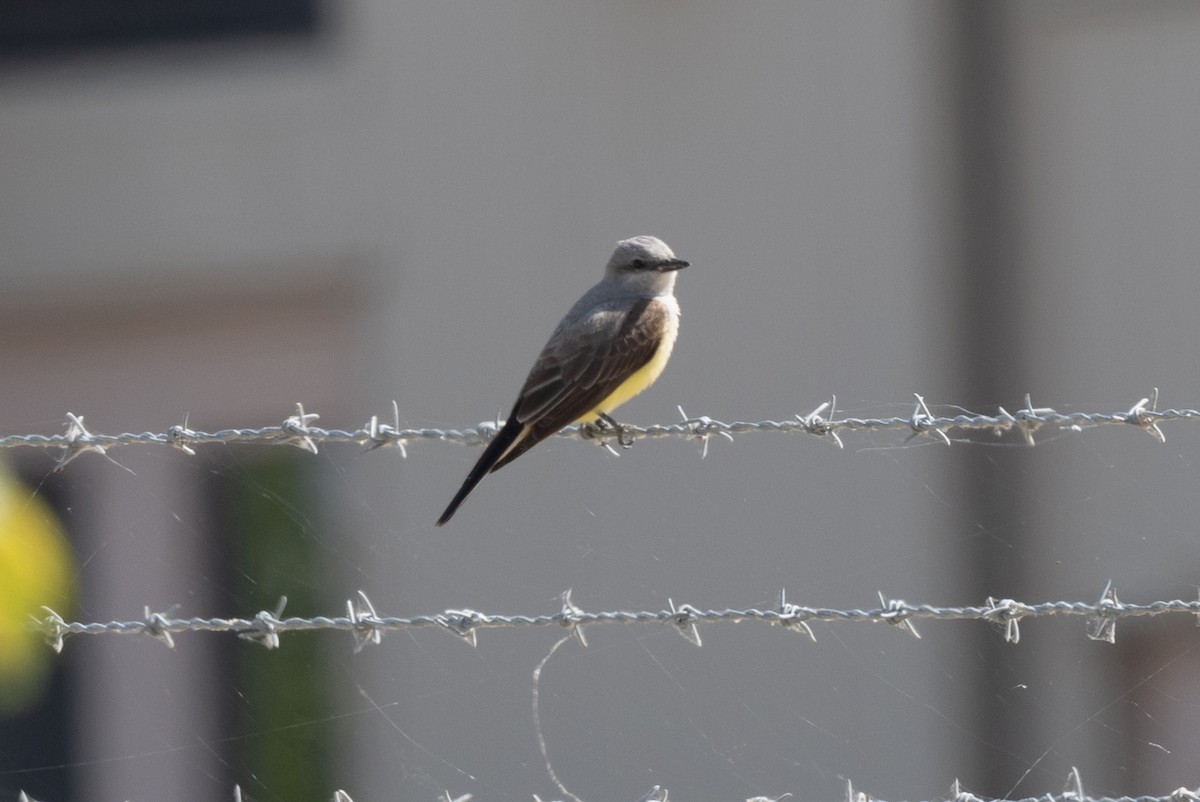 Western Kingbird - Tom Hambleton