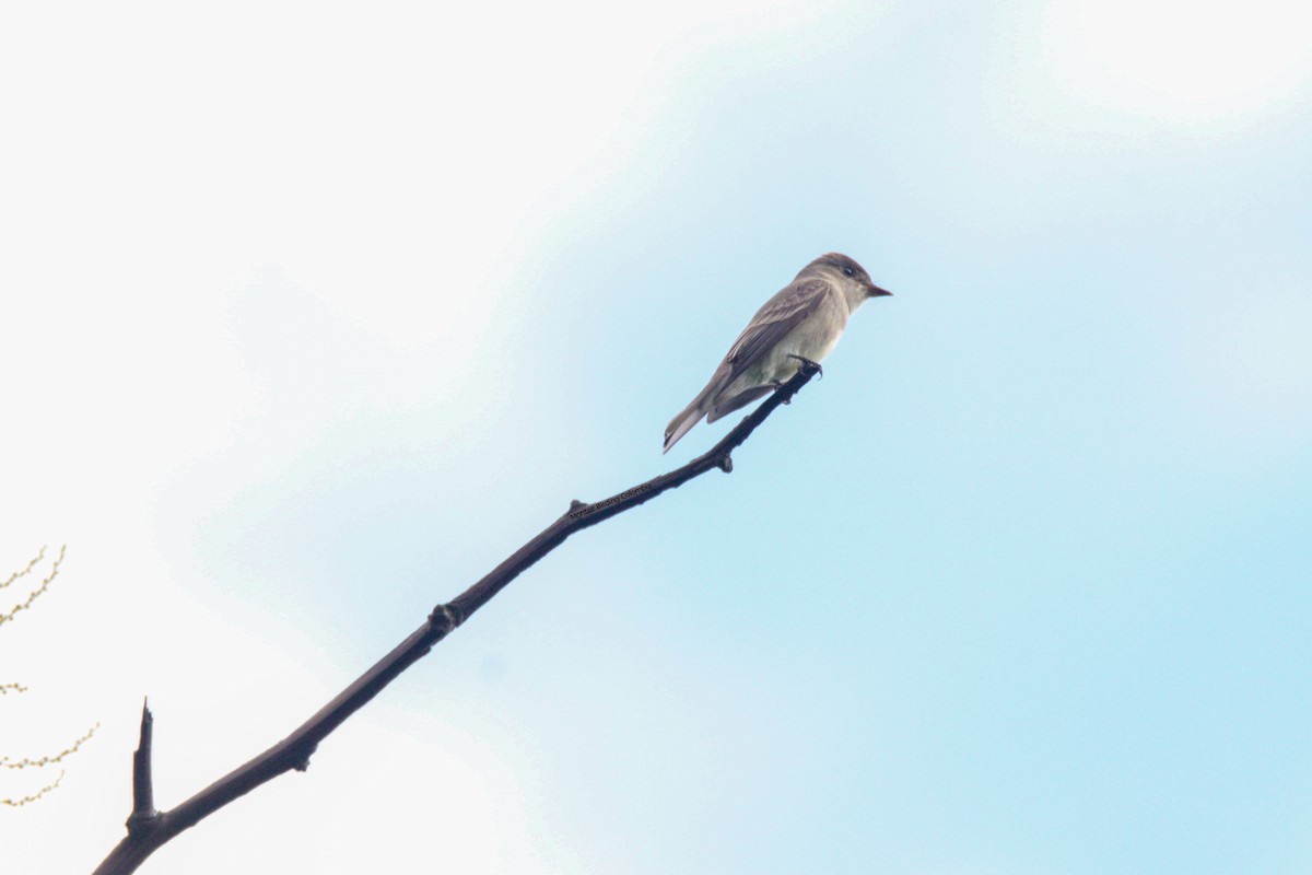 Eastern Wood-Pewee - Pipe Jiménez