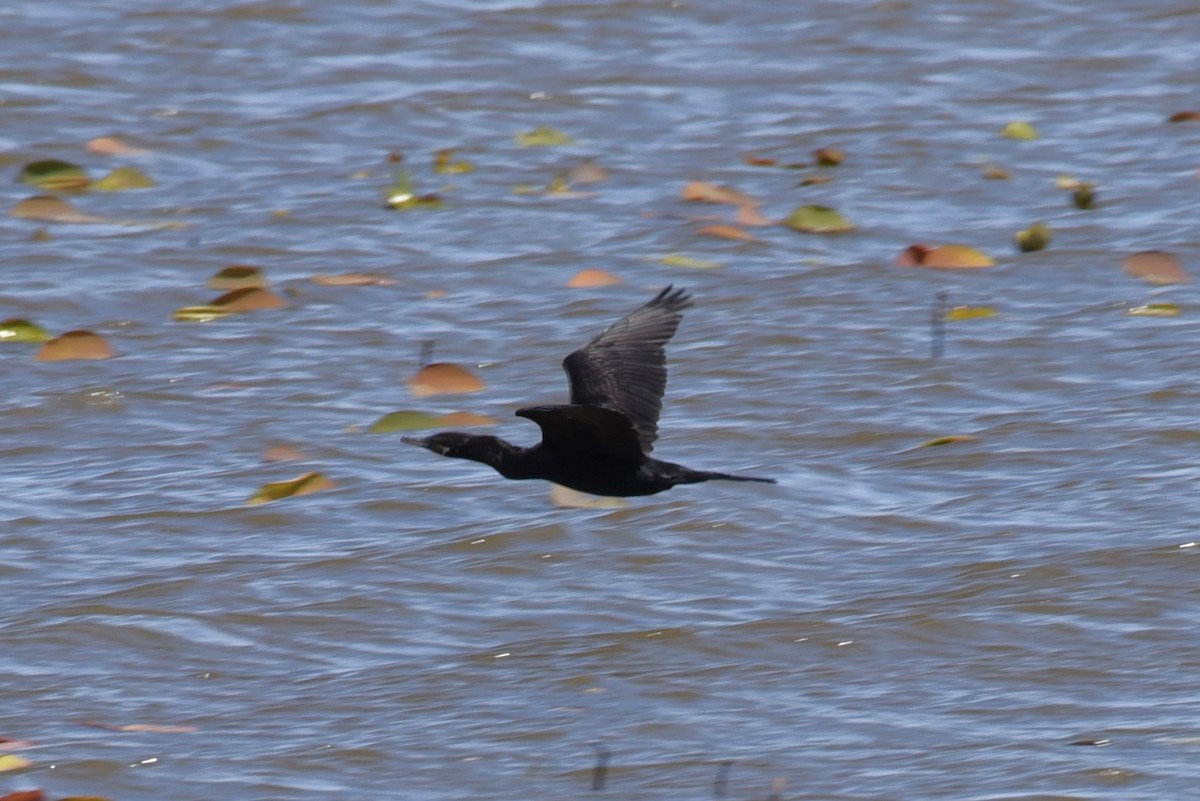 Neotropic Cormorant - Bruce Mast