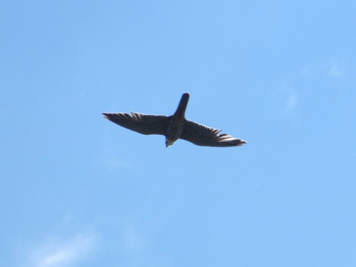 Eurasian Hobby - James Court