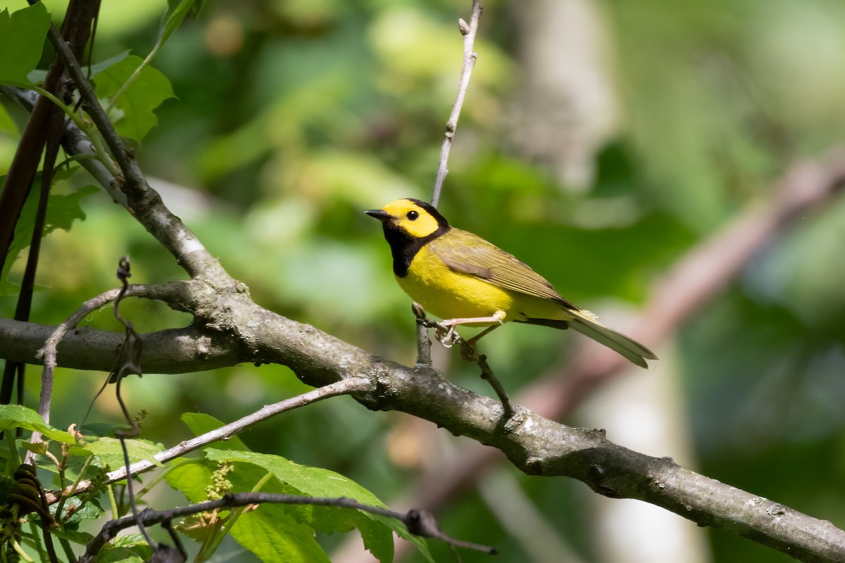 Hooded Warbler - Aaron Kuiper