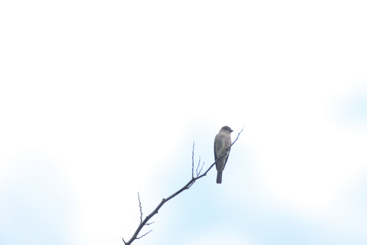 Eastern Wood-Pewee - Pipe Jiménez