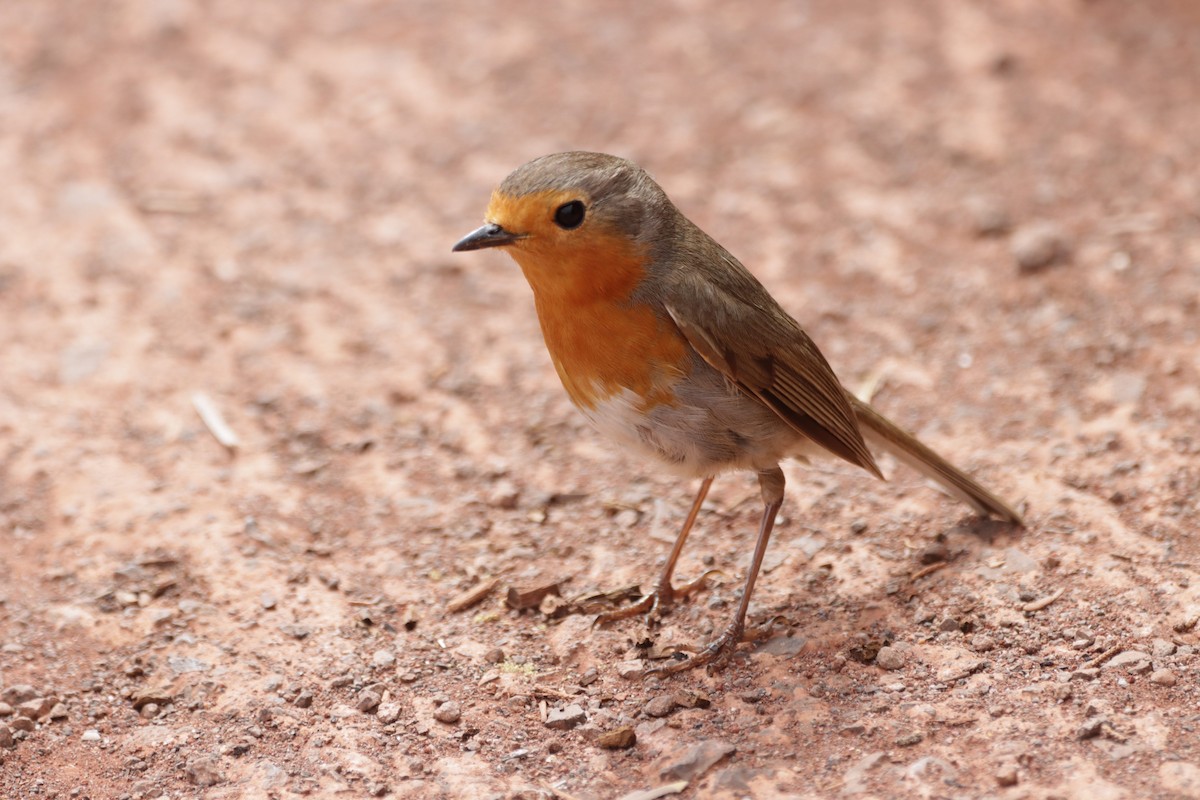 European Robin - Angel Curbelo