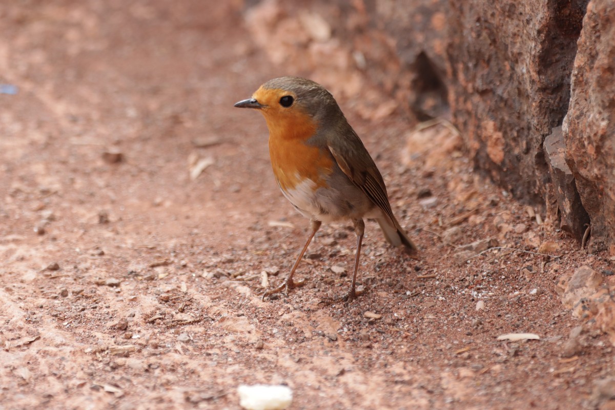 European Robin - Angel Curbelo