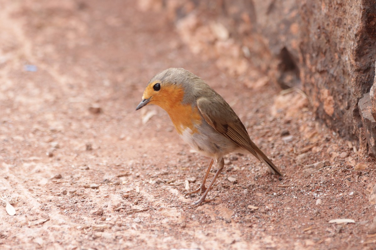 European Robin - Angel Curbelo