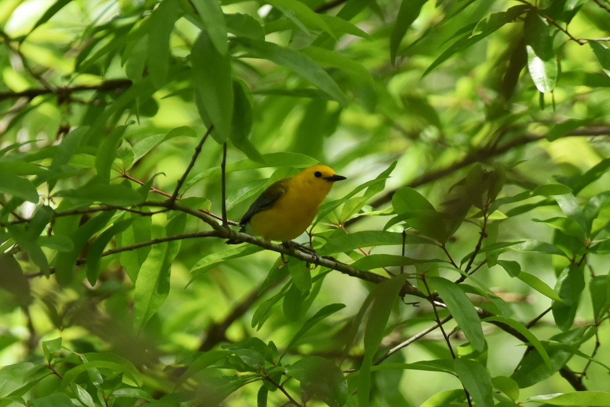 Prothonotary Warbler - Bruce Mast