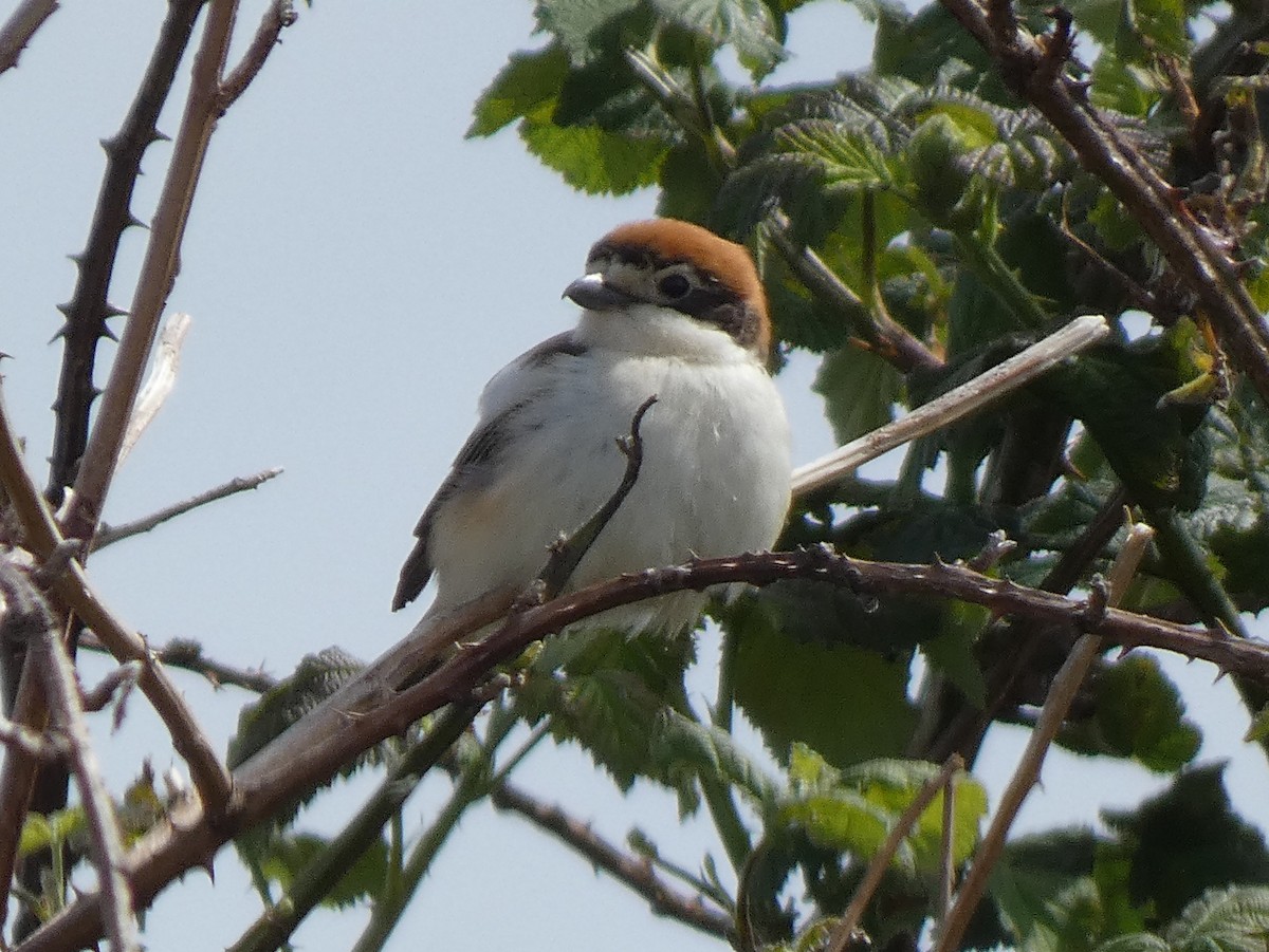 Woodchat Shrike - James Court