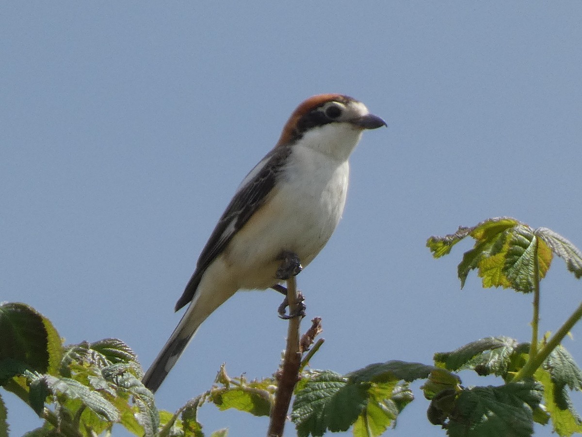 Woodchat Shrike - James Court