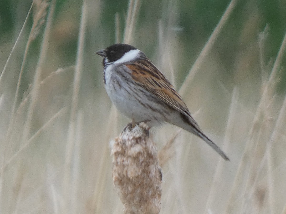 Reed Bunting - James Court