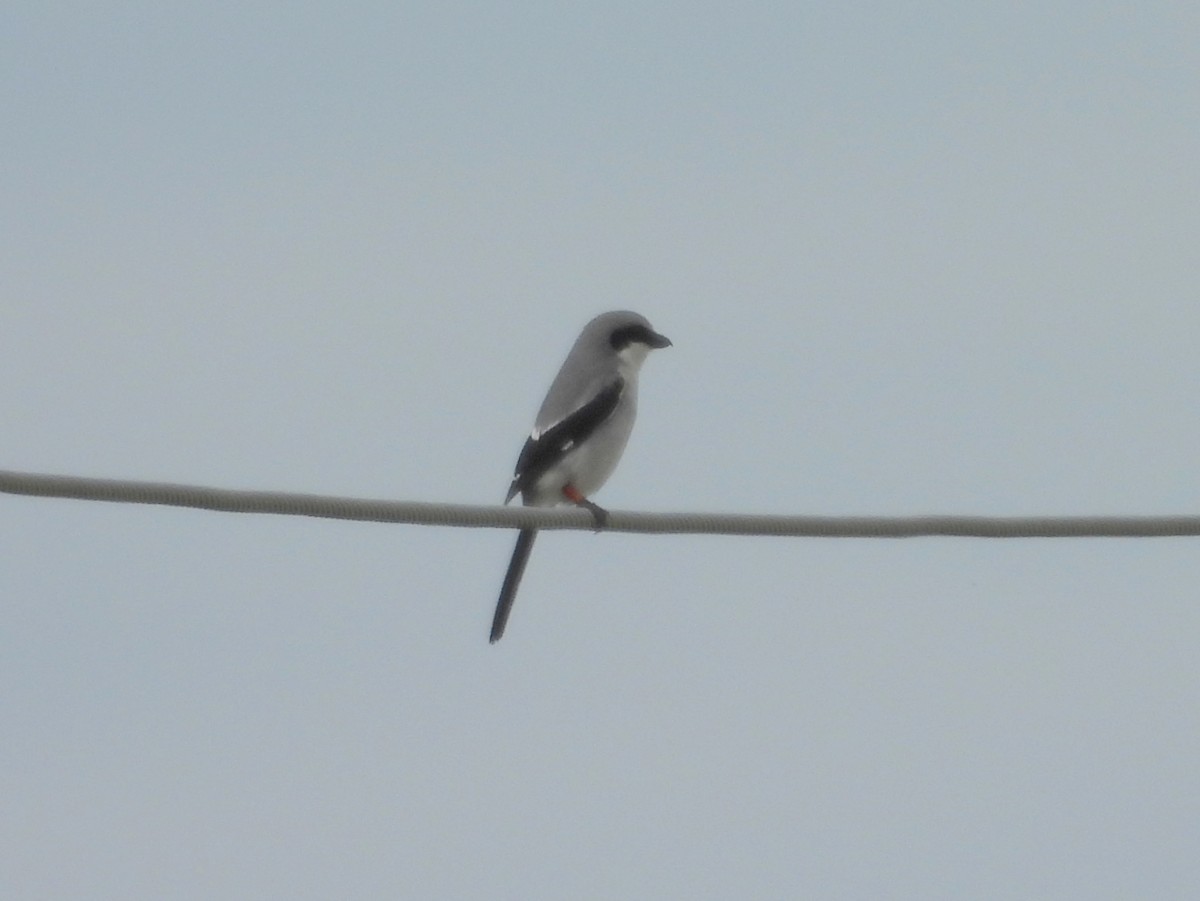 Loggerhead Shrike - ML619643455