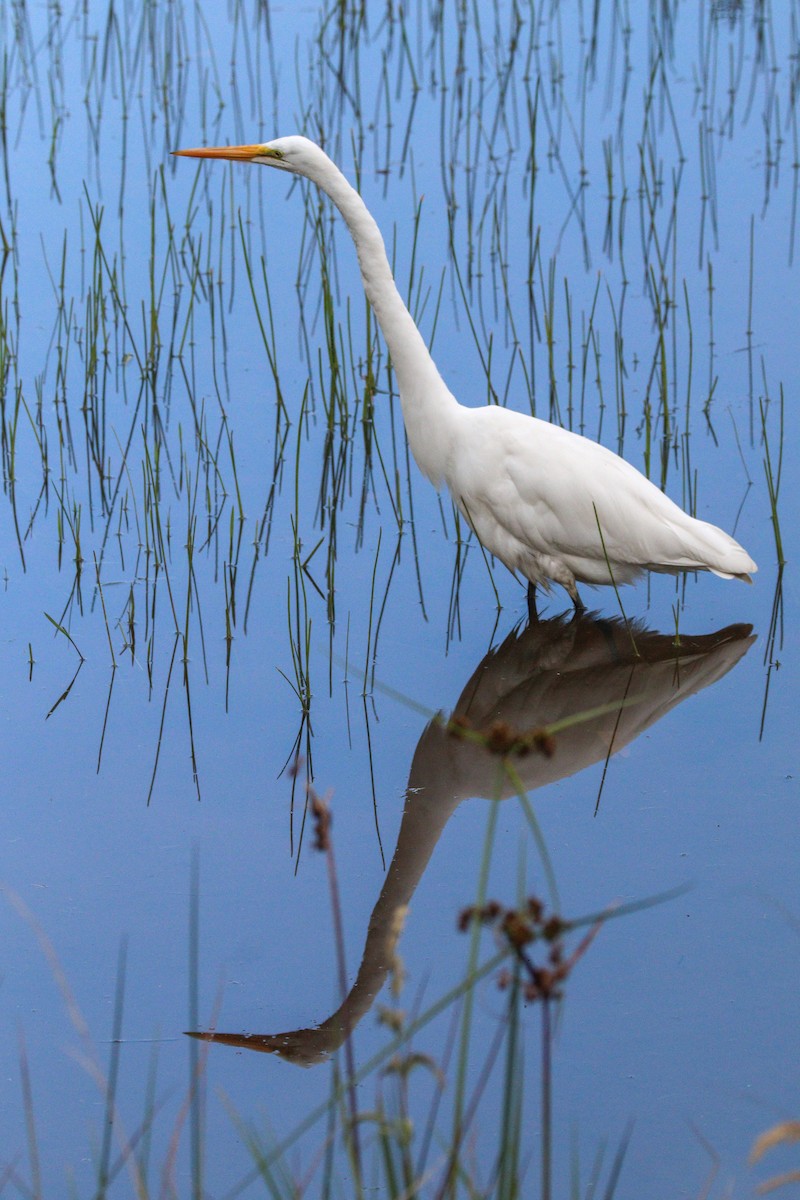 Great Egret - Pipe Jiménez