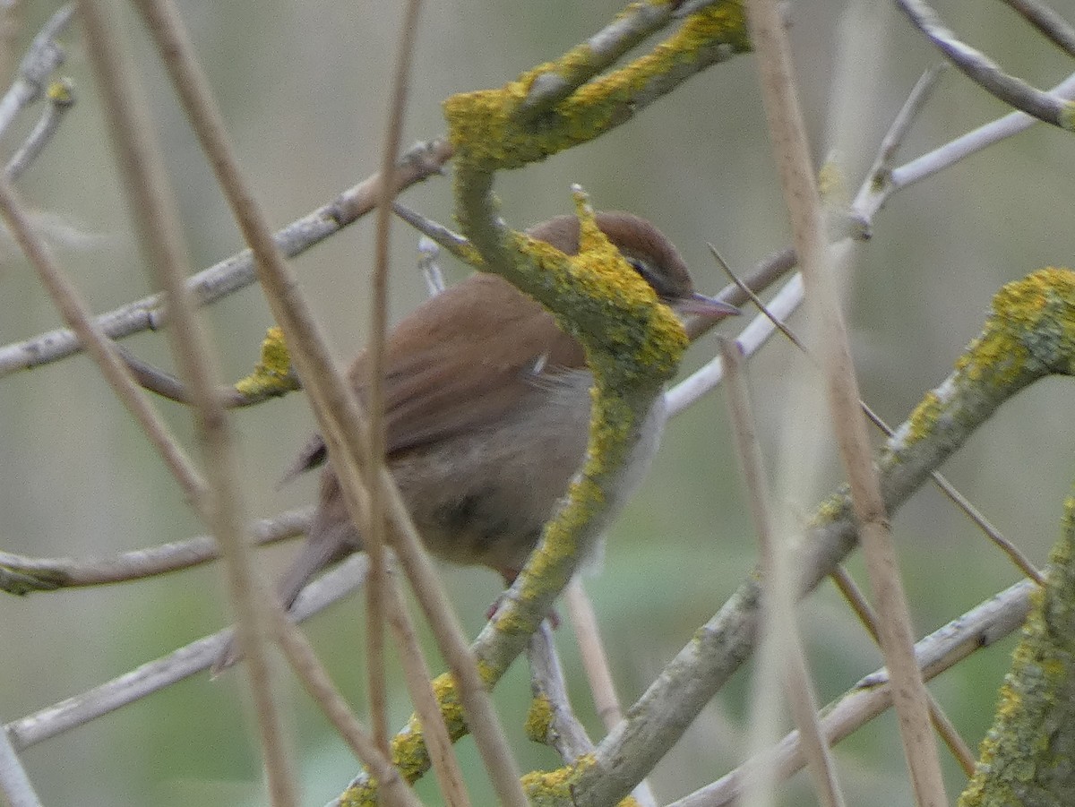 Cetti's Warbler - James Court