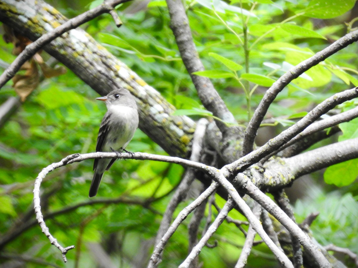 Eastern Wood-Pewee - ML619643462