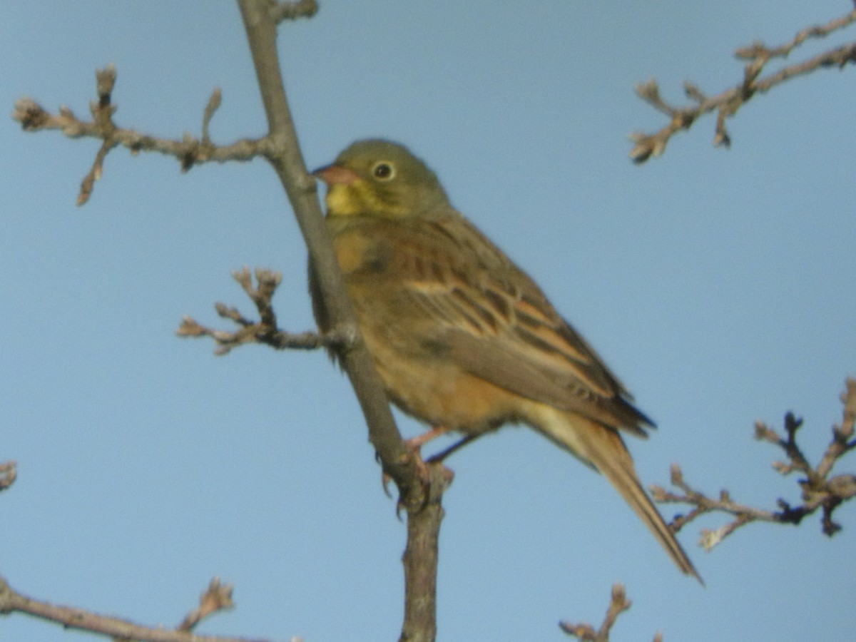 Ortolan Bunting - Fernando Ávila Vico