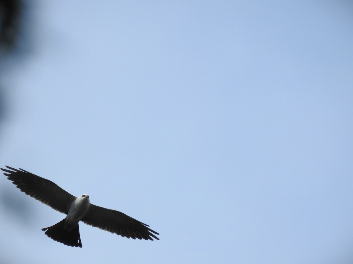 Mississippi Kite - Caden Williams