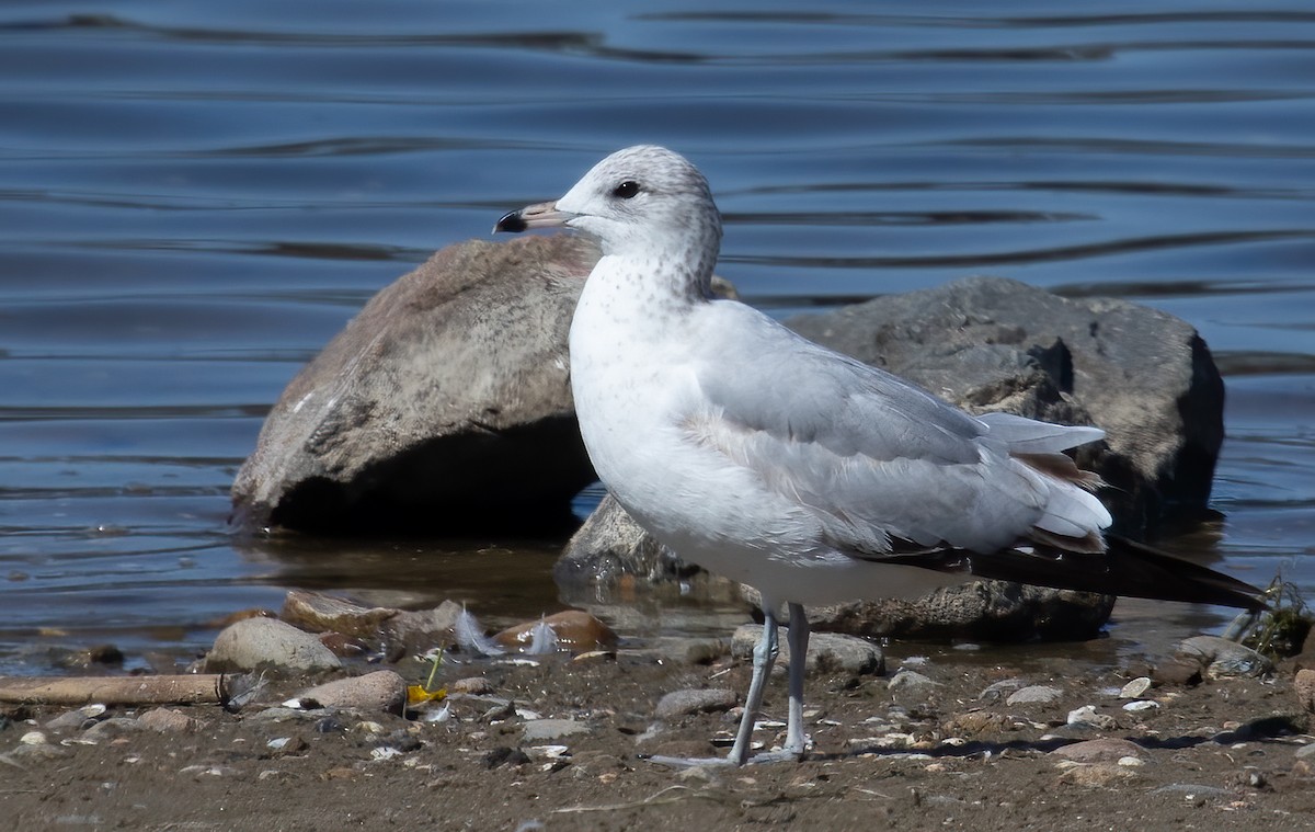 Ring-billed Gull - Cindy Croissant