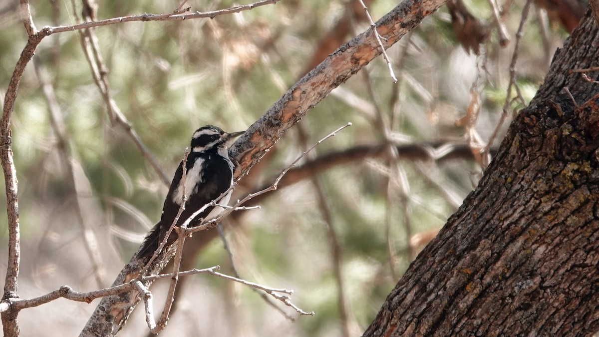 Hairy Woodpecker - leo wexler-mann