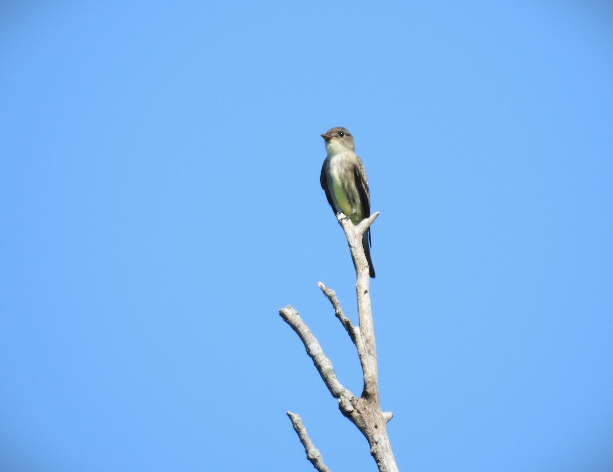 Olive-sided Flycatcher - Caden Williams