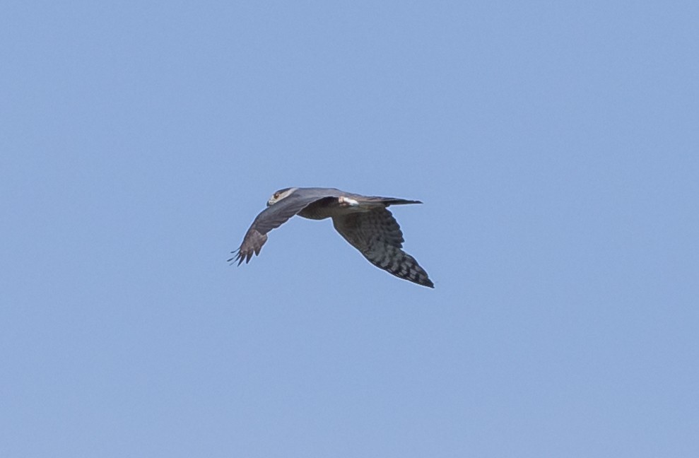 Cooper's Hawk - Robert Bochenek