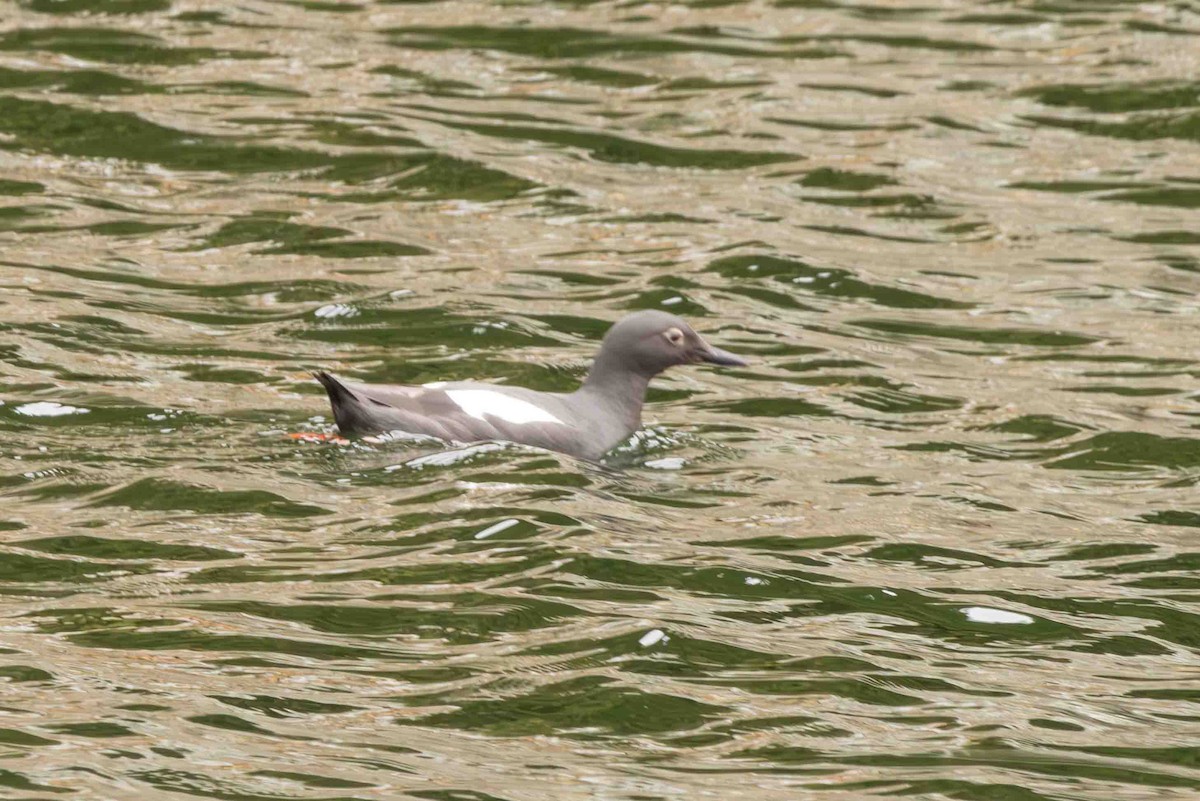 Pigeon Guillemot - Scott Fischer