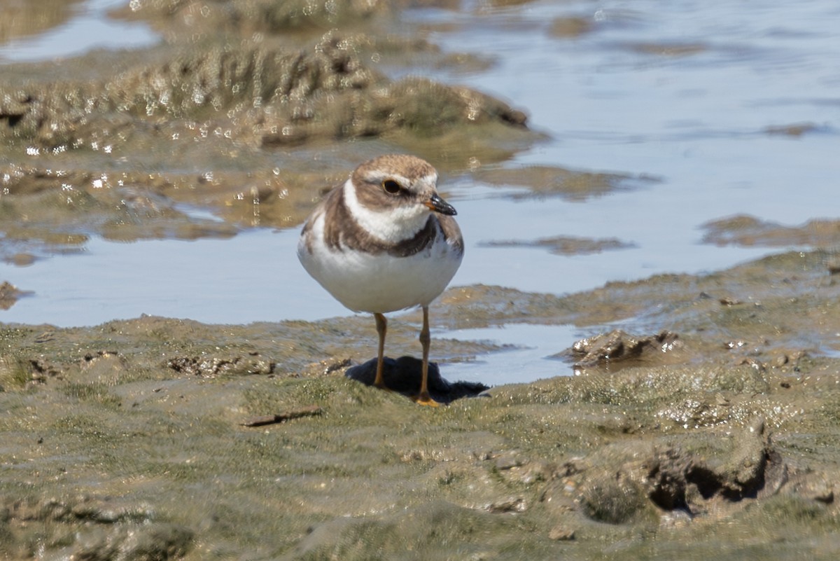 Semipalmated Plover - Mason Flint