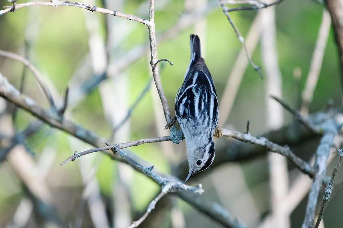 Black-and-white Warbler - Liz Klinger